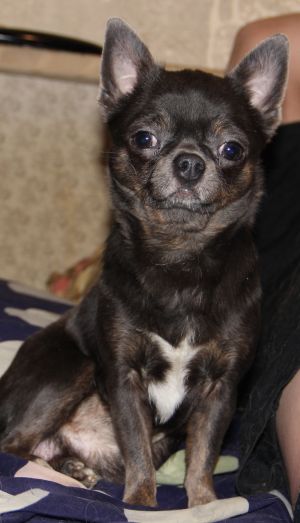 Dog Photo