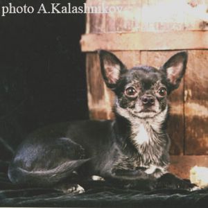 Dog Photo