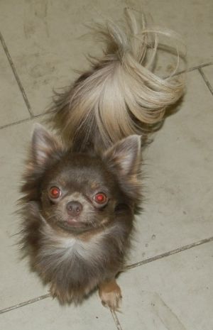 Dog Photo