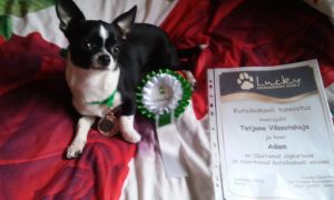 Dog Photo