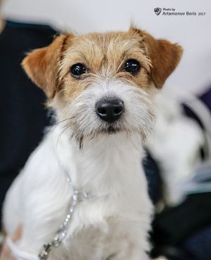 Dog Photo