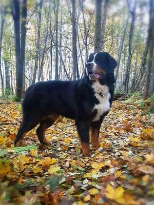 Dog Photo