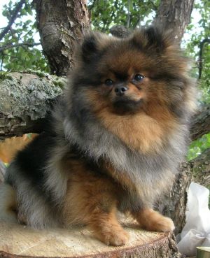 Dog Photo
