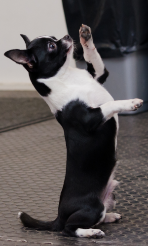 Dog Photo