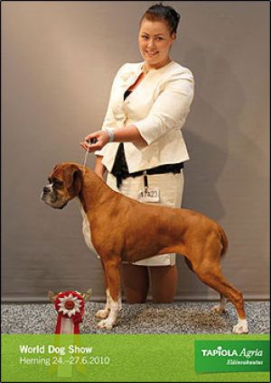 Dog Photo