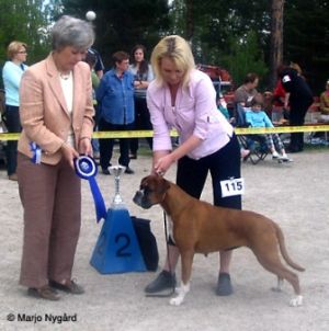 Dog Photo
