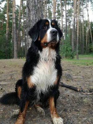 Dog Photo