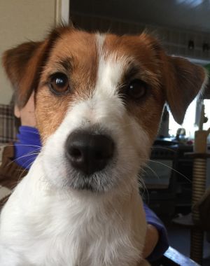 Dog Photo