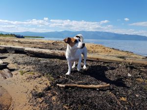 Dog Photo