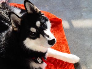 Dog Photo