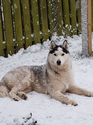 Dog Photo