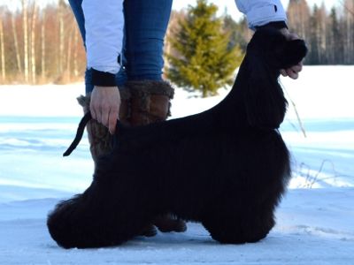 Dog Photo