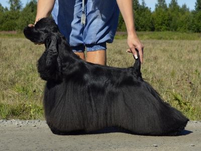 Dog Photo