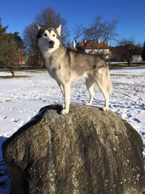 Dog Photo