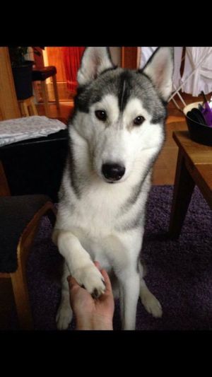 Dog Photo
