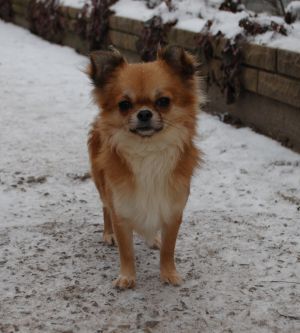 Dog Photo