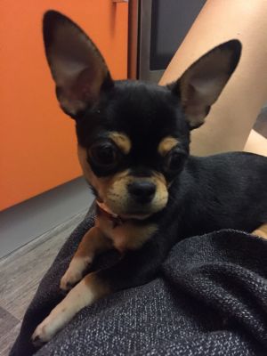 Dog Photo