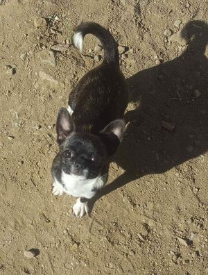 Dog Photo