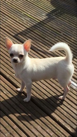 Dog Photo