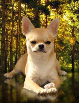 Dog Photo