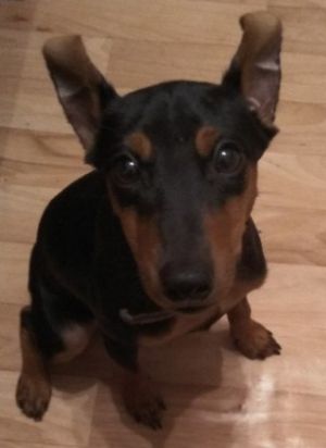 Dog Photo