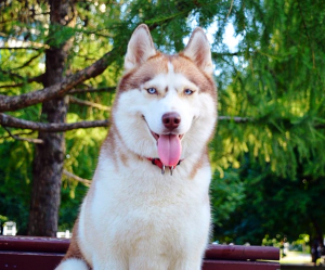 Dog Photo
