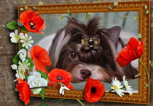 Dog Photo