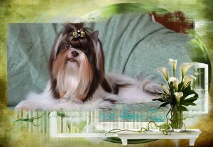 Dog Photo