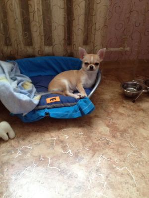 Dog Photo