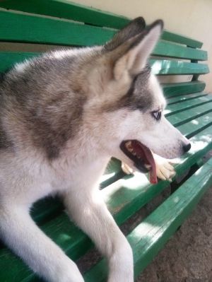 Dog Photo