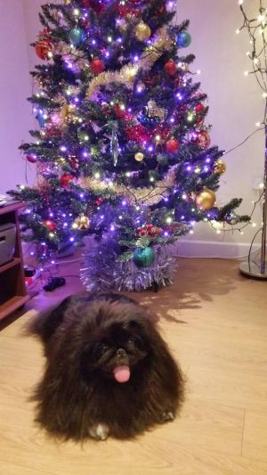 Dog Photo