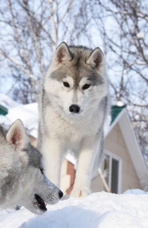 Dog Photo
