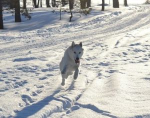 Dog Photo