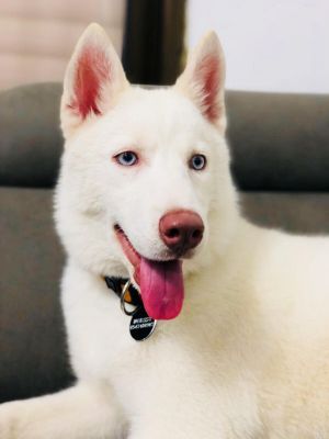 Dog Photo
