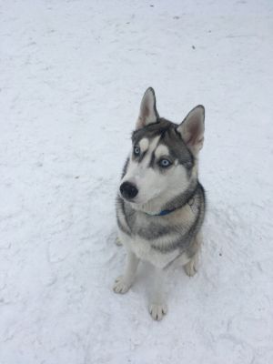 Dog Photo