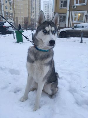 Dog Photo
