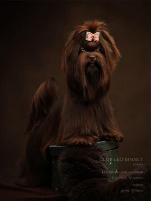 Dog Photo