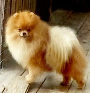 Dog Photo