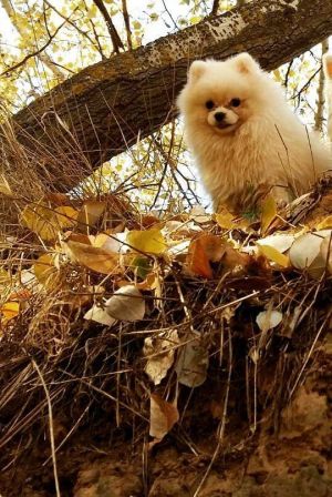 Dog Photo