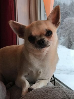 Dog Photo