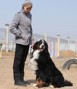 Dog Photo
