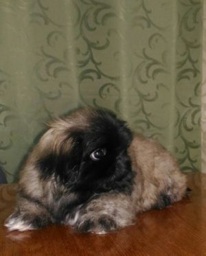 Dog Photo
