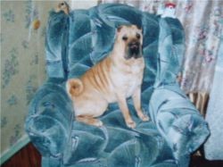 Dog Photo
