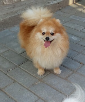 Dog Photo