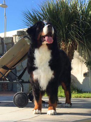 Dog Photo