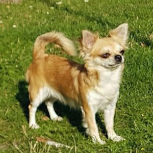 Dog Photo