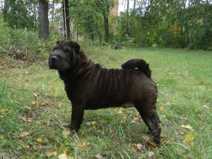 Dog Photo
