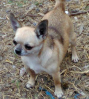 Dog Photo