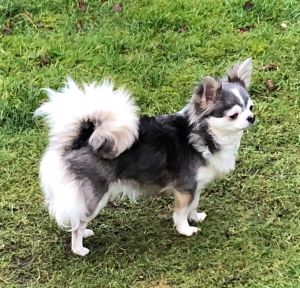 Dog Photo