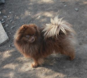 Dog Photo